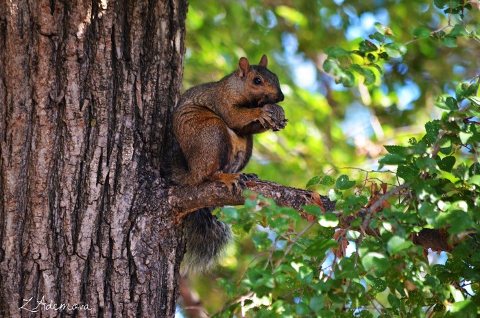 Squirrel eating a nut on a tree branch