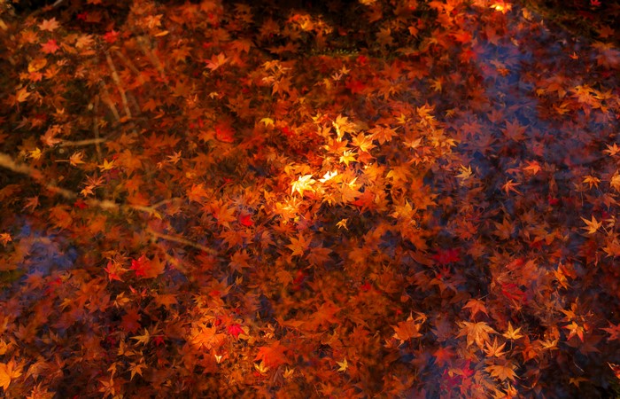 Autumn leaves floating on water