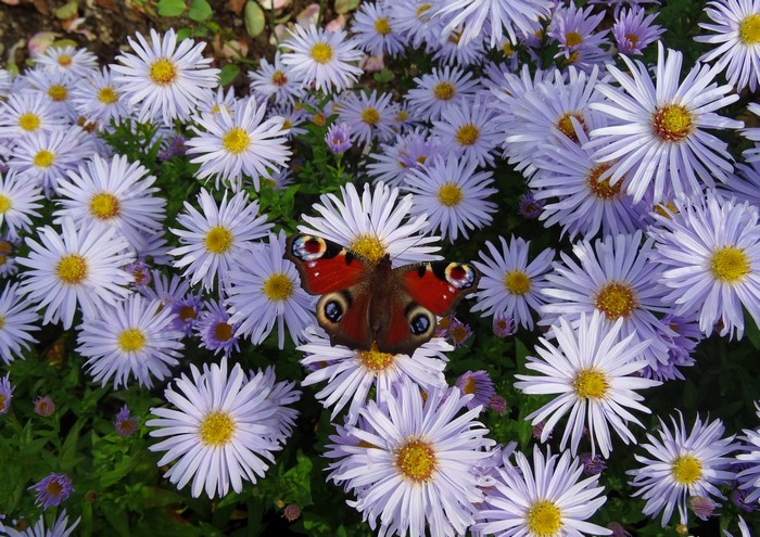 Peacock butterfly on purple asters