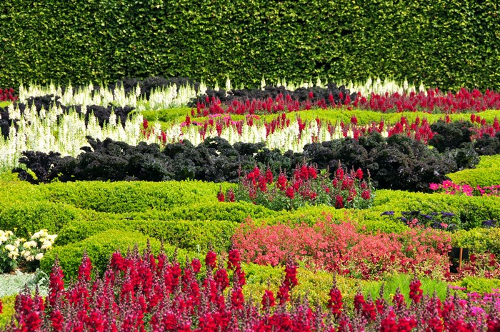 Dubai Miracle Garden with Antirrhinum and Shrubs