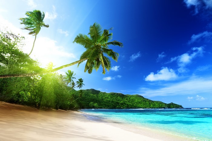4K Mahe Island Seychelles Tropics Coast Palms