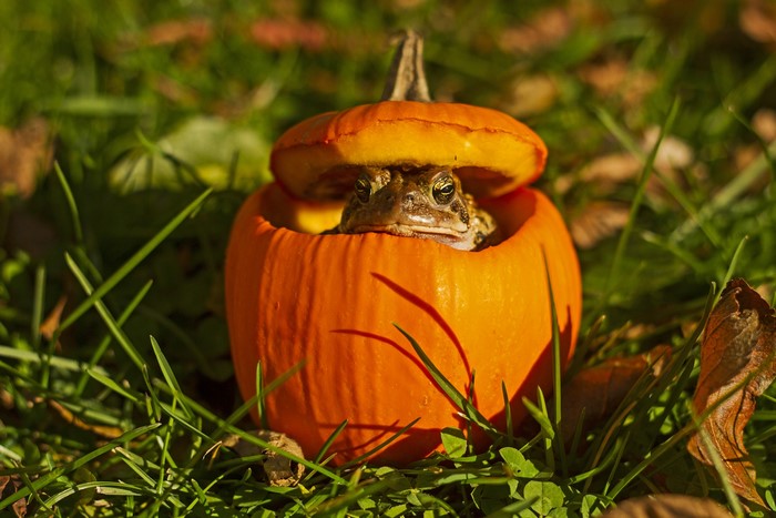 Frog sitting in a carved pumpkin
