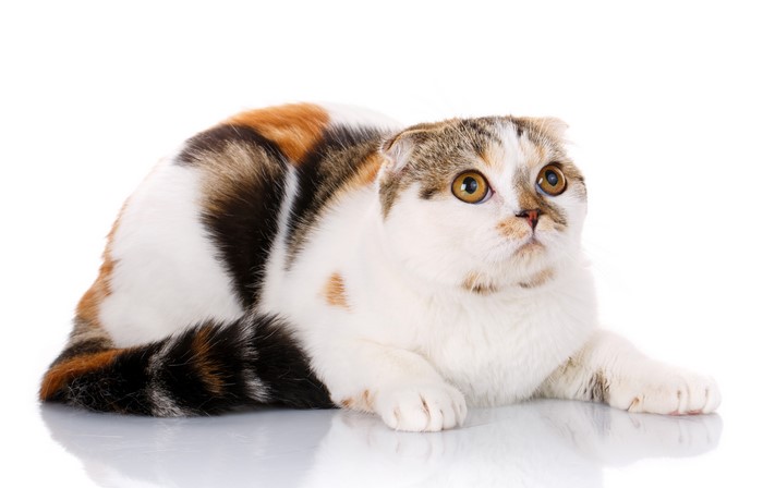 Calico Scottish Fold Cat Looking Up