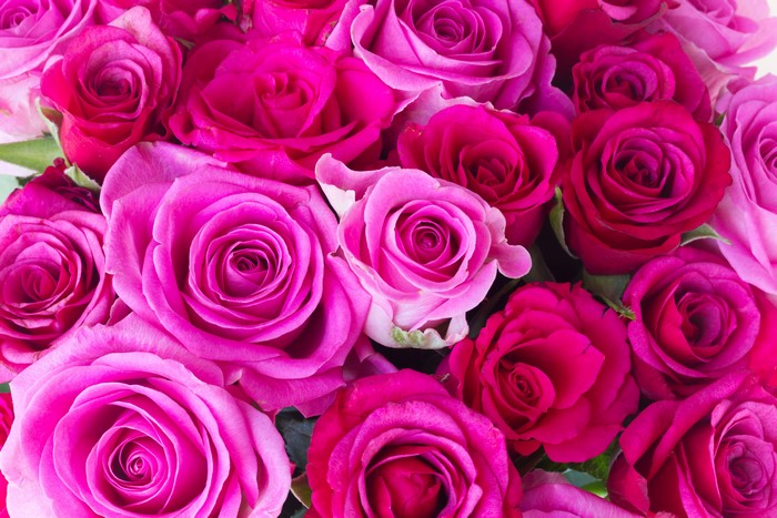 4K Pink Roses Closeup
