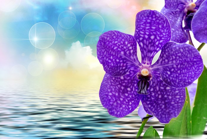 4K Purple Orchid Closeup