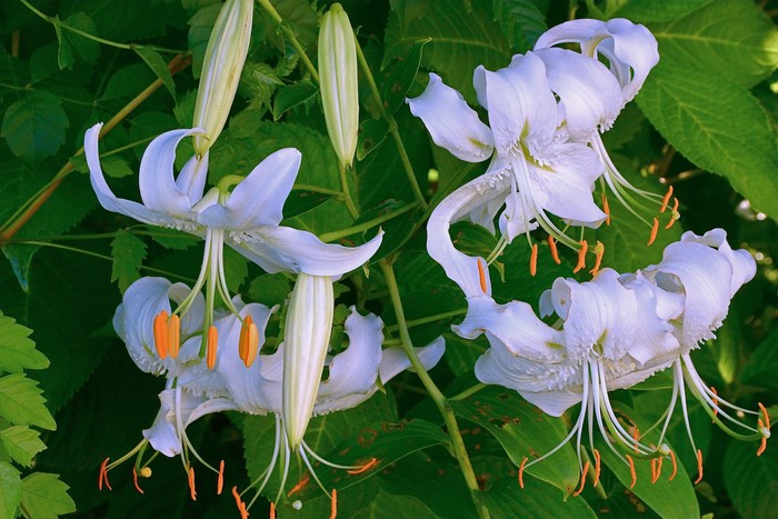 White lilies with orange stamens and green leaves