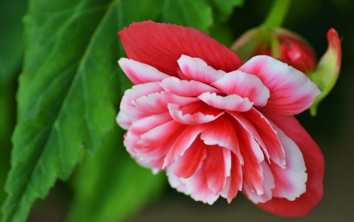 Close-up of a pink and white begonia flower