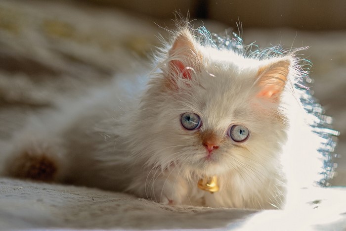 Fluffy white kitten with blue eyes and a bell collar