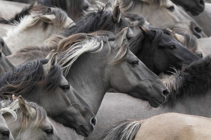 A herd of wild horses in close proximity