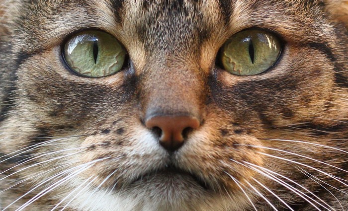 Close-up of a tabby cat's face with green eyes