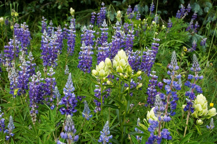 Field of purple and white lupine flowers