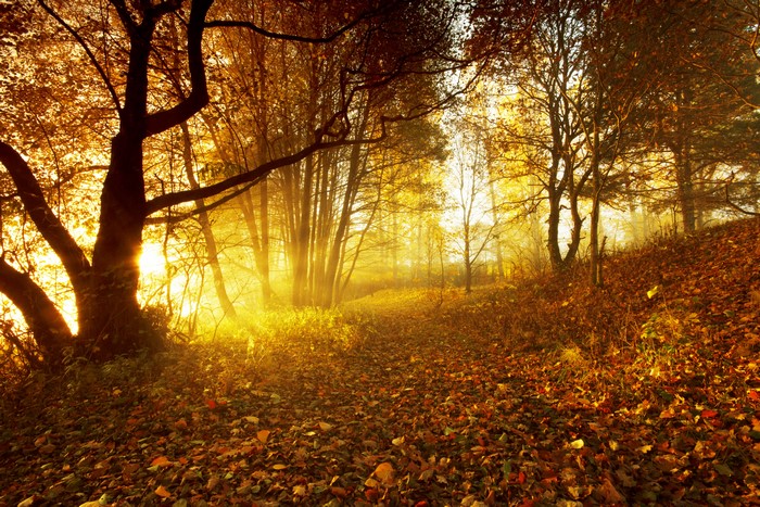Autumn forest path with sun rays