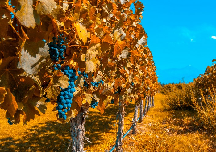 Autumn Vineyard with Blue Grapes and Golden Foliage