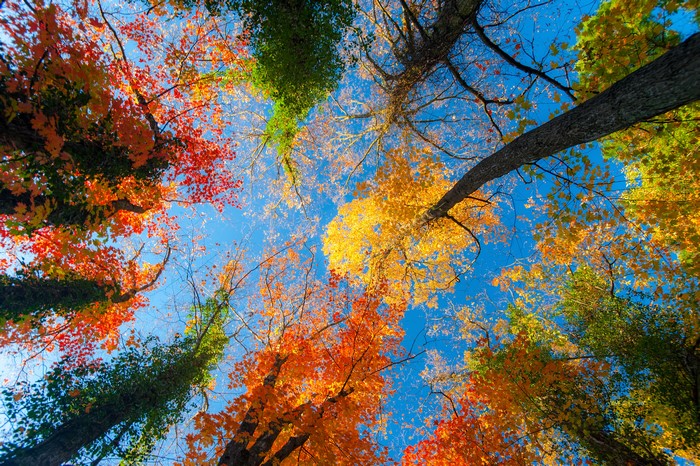 4K Vibrant Autumn Tree Canopy with Colorful Foliage