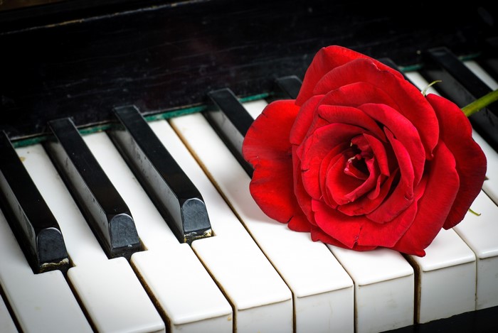 Red Rose on Piano Keys