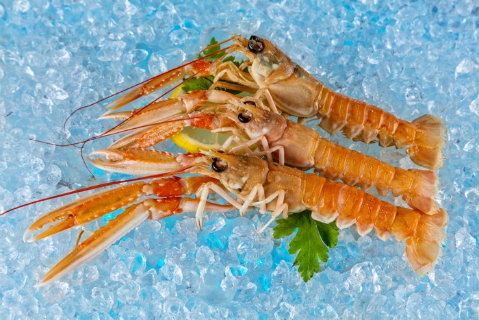 Three langoustines on ice with lemon and parsley