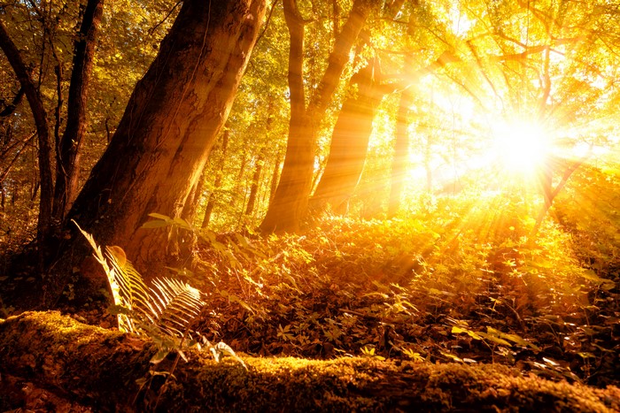 Sunlight beams through autumn forest trees