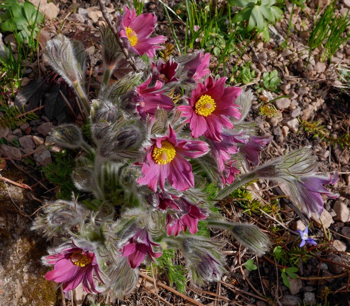 Pink Pulsatilla flowers with yellow centers