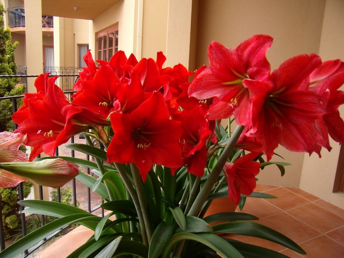 Red Amaryllis flowers on a balcony