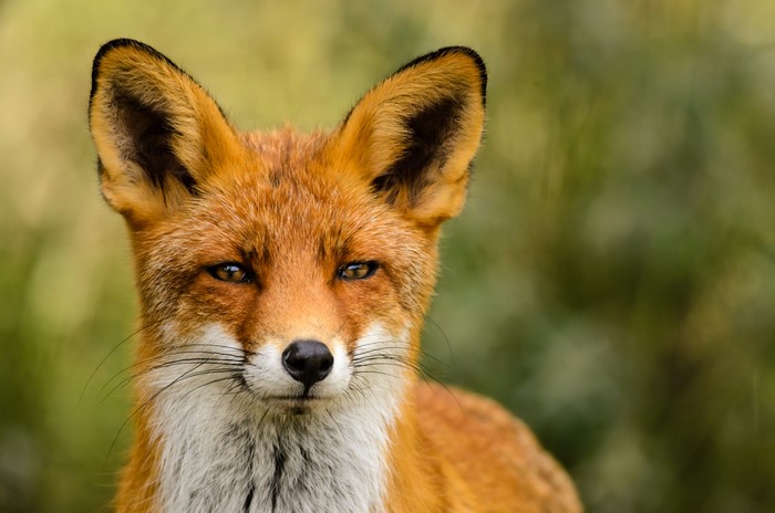 Close-up of a Red Fox's Face