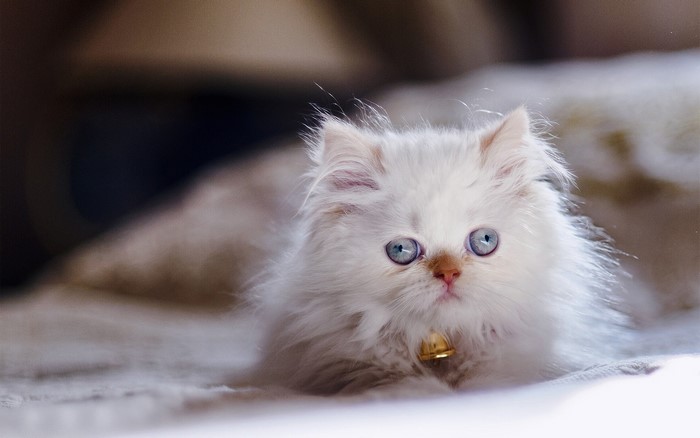 Fluffy white kitten with blue eyes and a bell