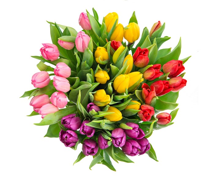 Bouquet of colorful tulips on a white background