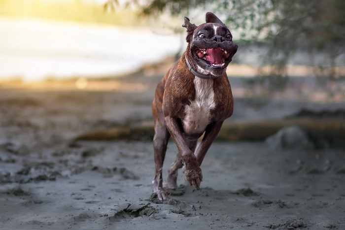 Boxer dog running on a beach