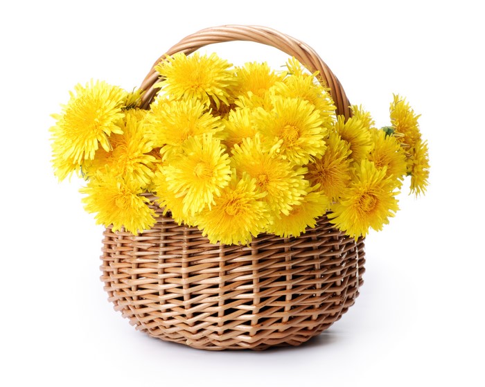Yellow dandelions in a wicker basket