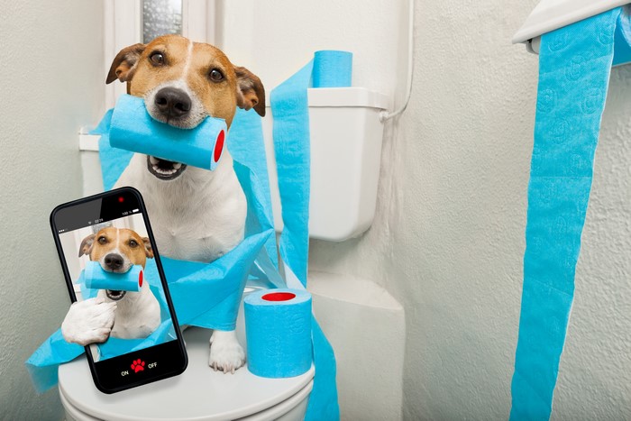 Jack Russell Terrier with Toilet Paper and Smartphone