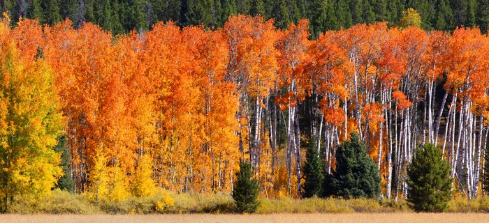 Autumn forest with orange and yellow trees
