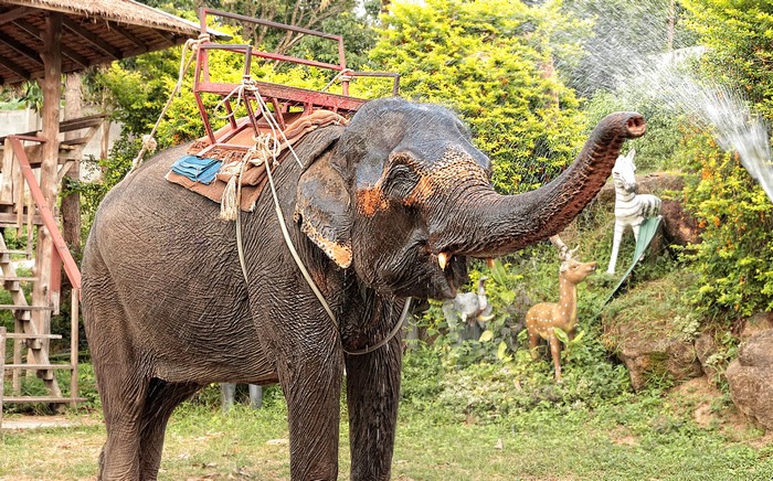 Elephant with a saddle spraying water