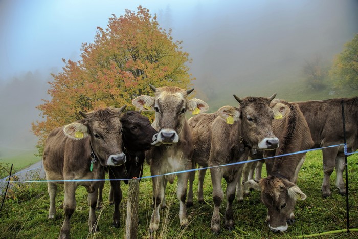 Cows in a foggy field with autumn tree