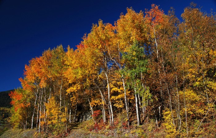 Autumn trees with colorful foliage against a dark blue sky
