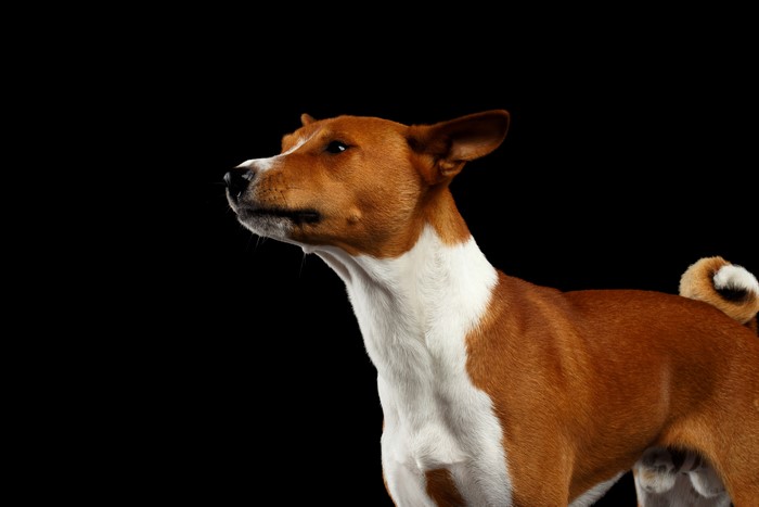 Basenji Dog on Black Background