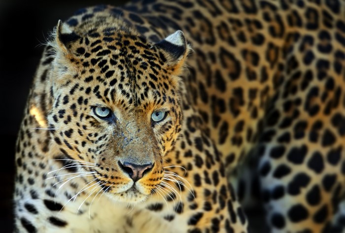 Close-up of a Leopard's Face