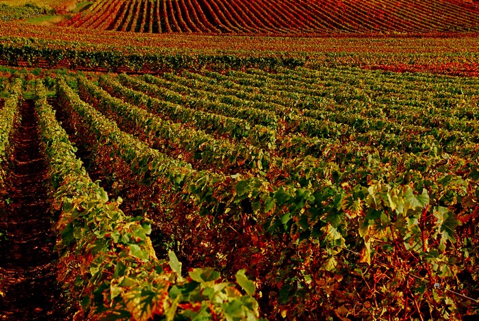 Vineyards in Autumn in France
