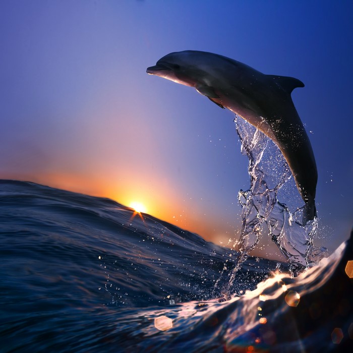 Dolphin jumping out of the ocean at sunset