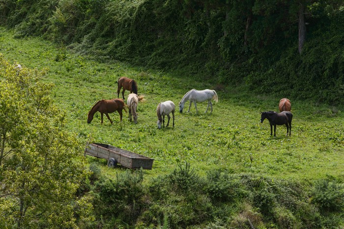 Horses grazing in a grassy field with a trailer