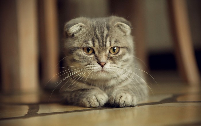 Scottish Fold cat looking forward