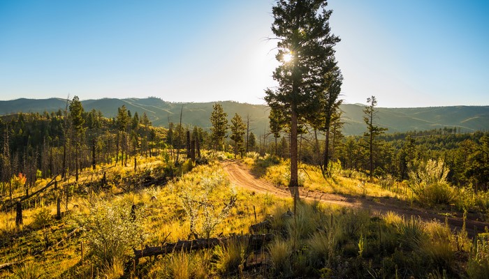 Dirt Road Through a Sunlit Forest in Colorado