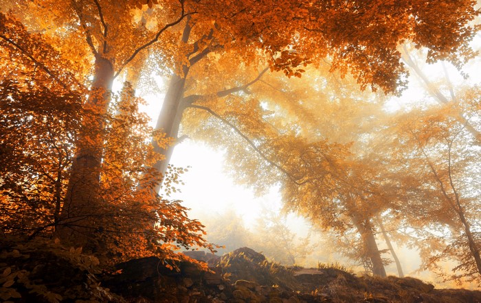 Autumn forest with sunbeams through trees
