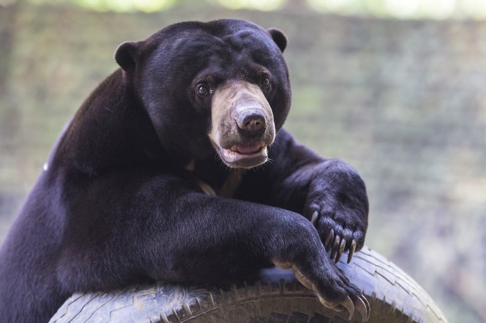 Malayan bear resting on a tire