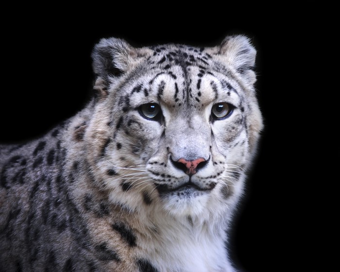 Close-up portrait of a snow leopard