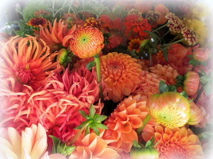 Close-up of orange and pink Dahlias