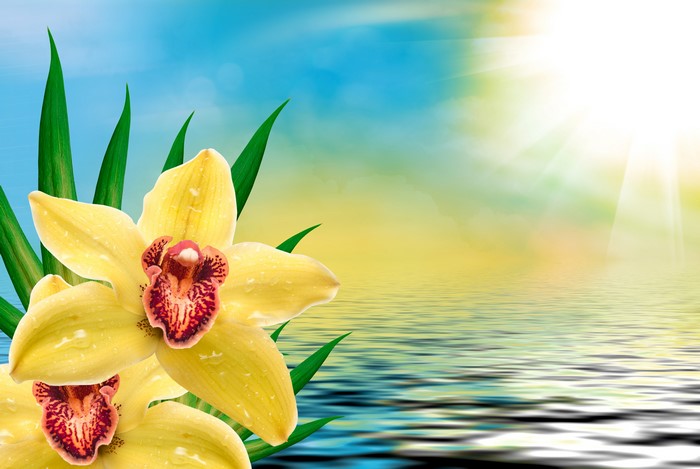 Yellow Orchids Reflected in Water