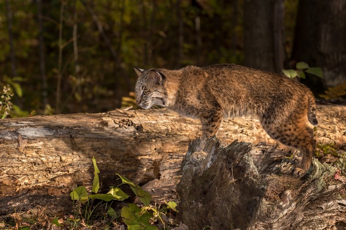 Bobcat on a fallen log in a forest
