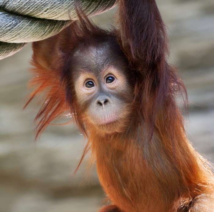 Baby orangutan hanging from a rope