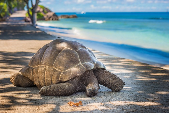 Giant tortoise on a paved path by the ocean