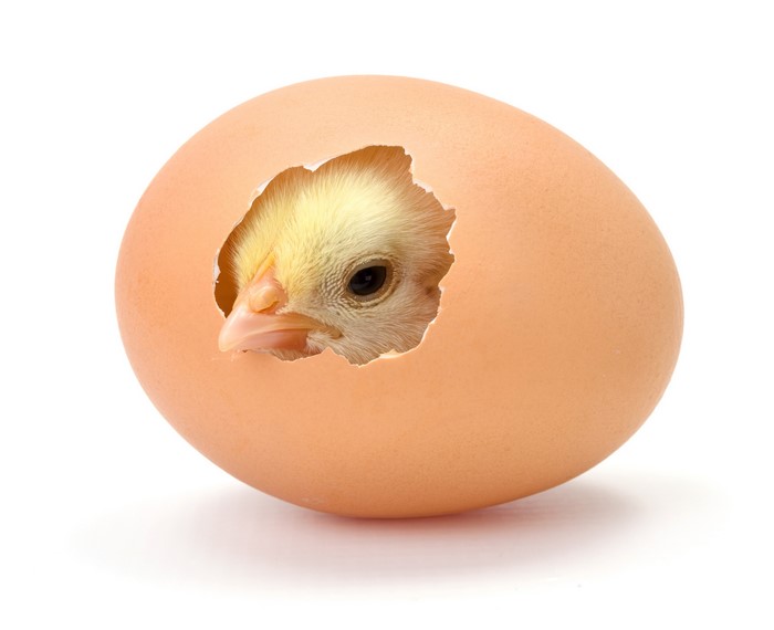 A chick hatching from an egg
