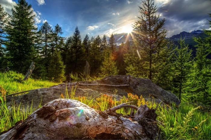 Sunlight through trees in Switzerland